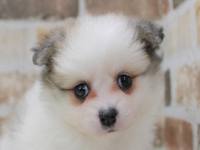 静岡県のハーフ犬 (ペッツワン沼津店/2024年1月18日生まれ/女の子/フォーンホワイト)の子犬